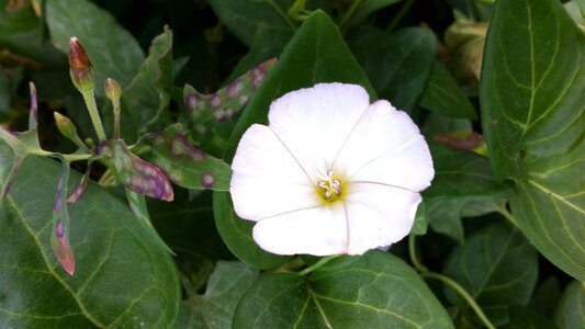 White flowers flowers spring