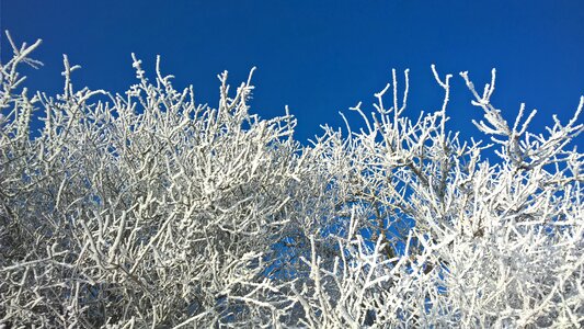 Trees blue sky hoarfrost