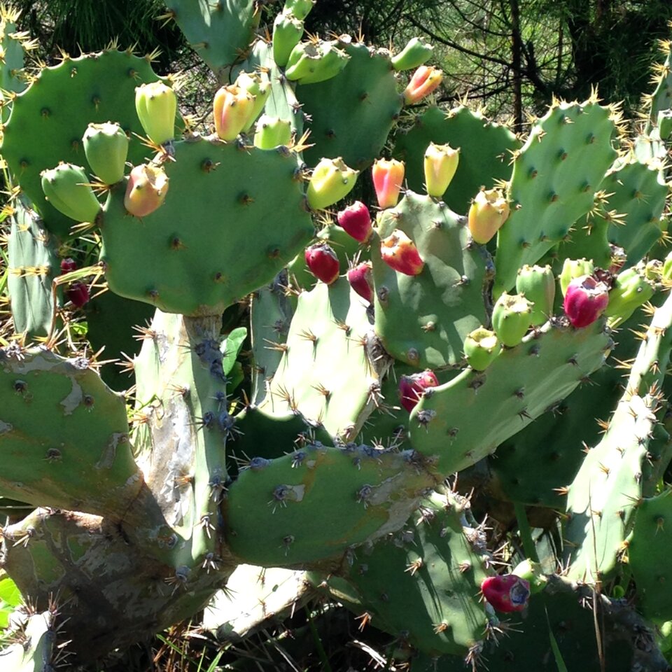 Brazil cacti thorns