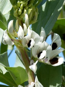 Flower habera beans