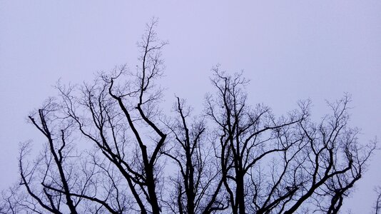 Branch silhouette photo