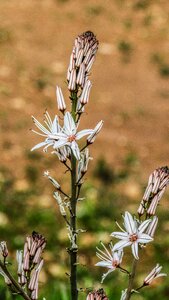 White petals purple stripes field