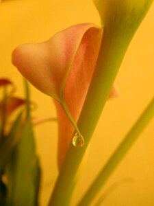 Calla lily plant flora photo