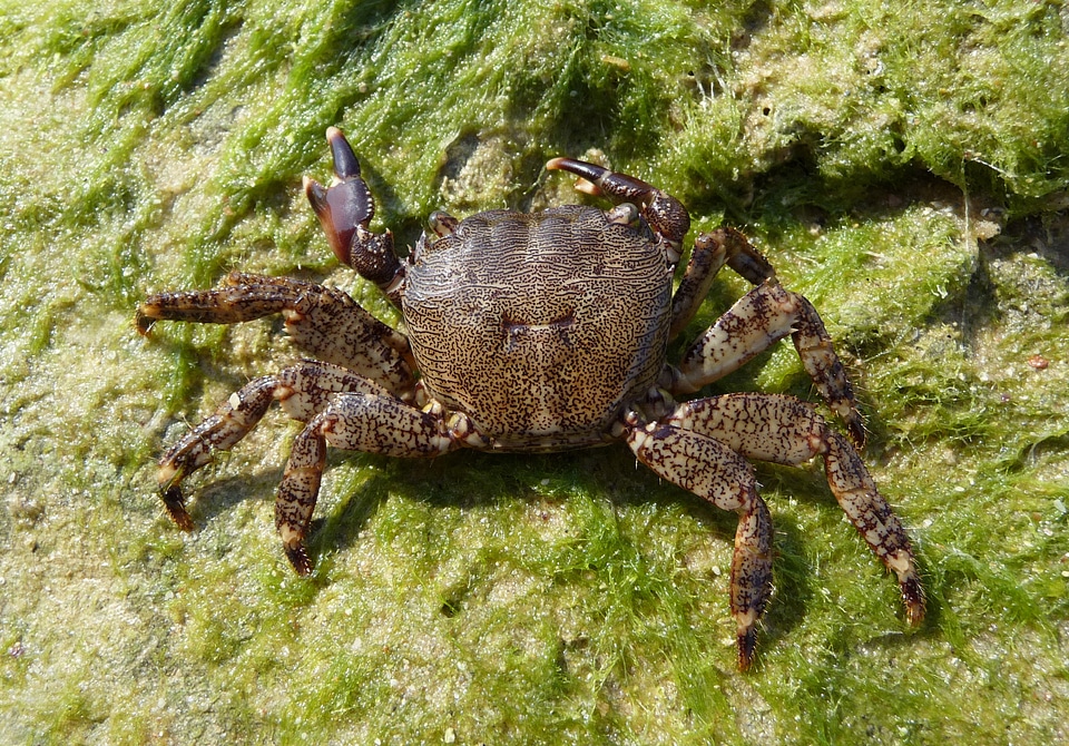 Pachygrapsus marmoratus grapsidae unusual