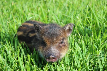 Small pig grass