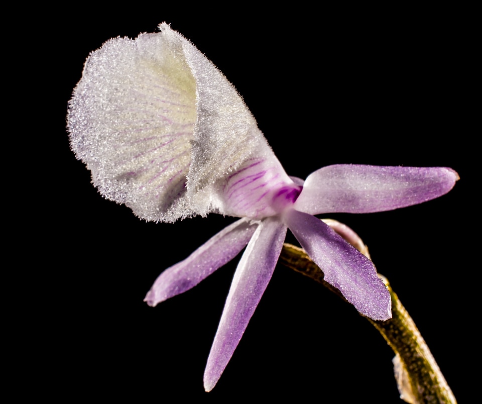 Blossom bloom flower