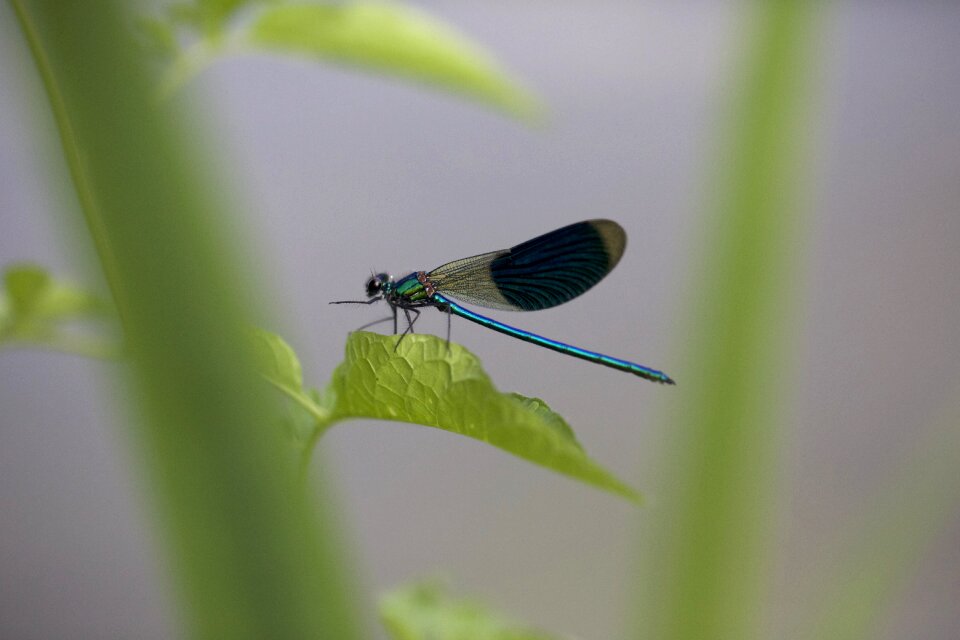 Insect green branch