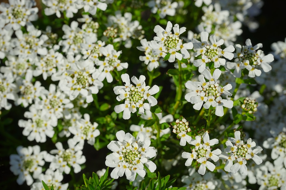 Iberis sempervirens evergreen semi shrub