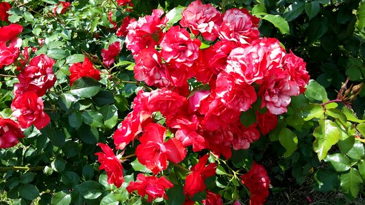 Red flower bloom petals