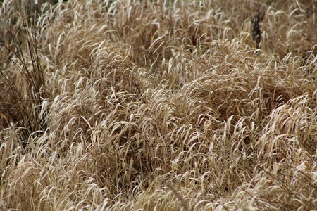 Dry nature landscape
