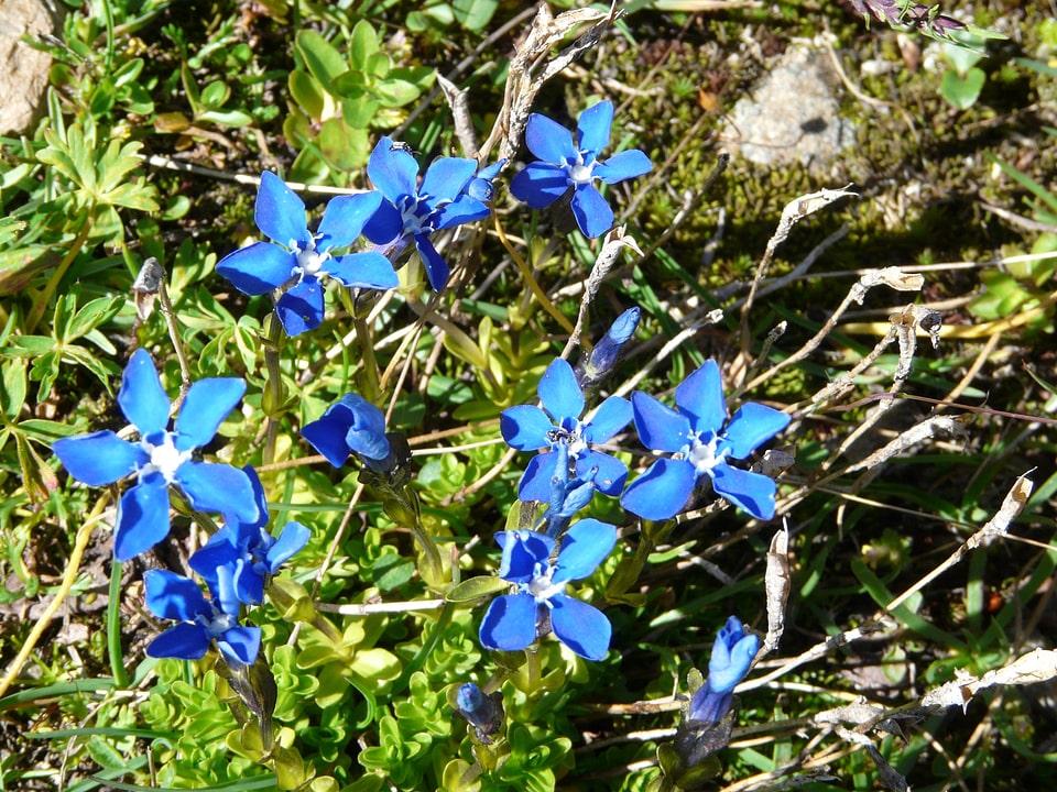 Plants alps mountain