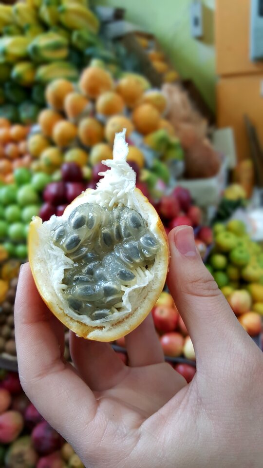 Alien sweet ecuador