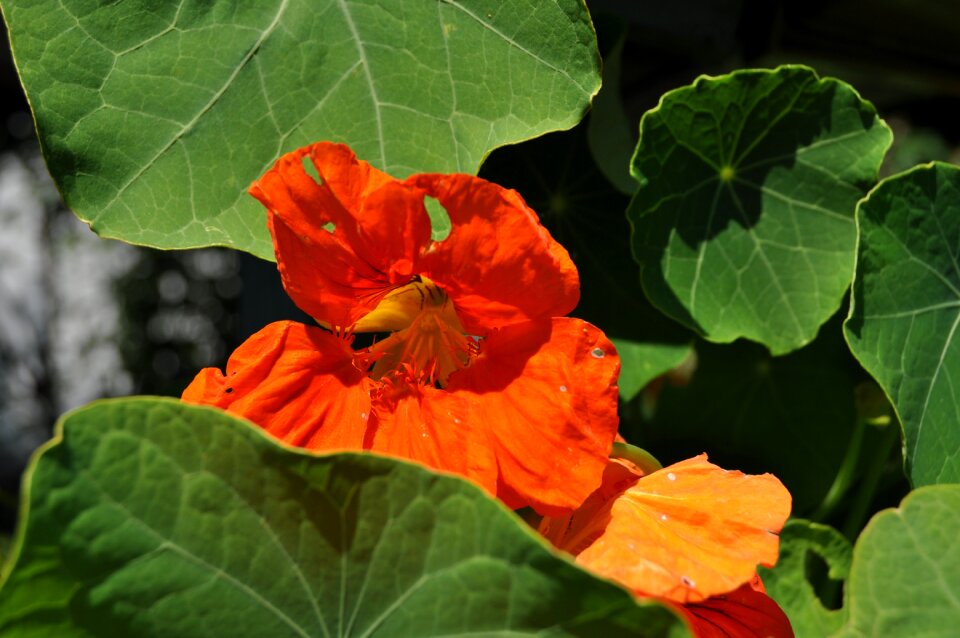 Nature blossom bloom