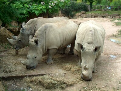 Animals zoo rhinoceros photo