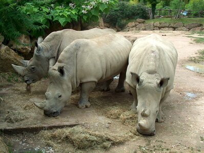 Animals zoo rhinoceros