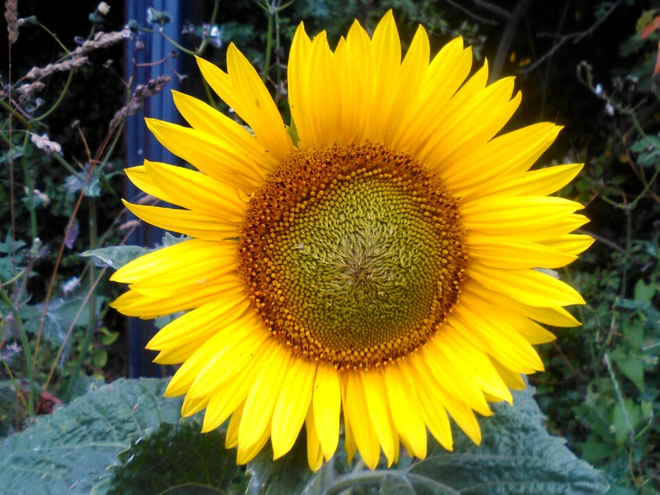 Summer flowers sun nature