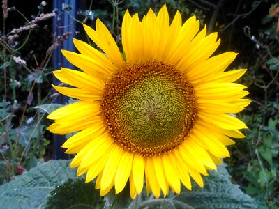 Summer flowers sun nature