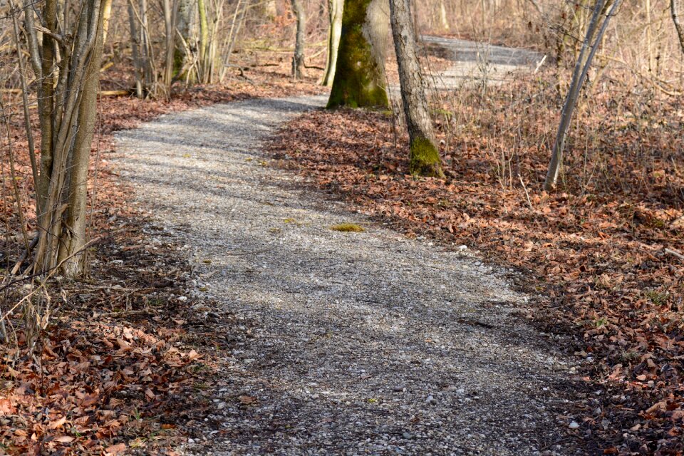 Forest swinging alter weg