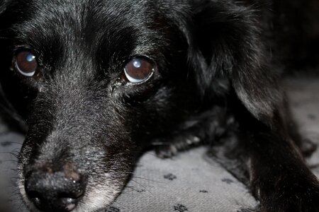Animal pet snout