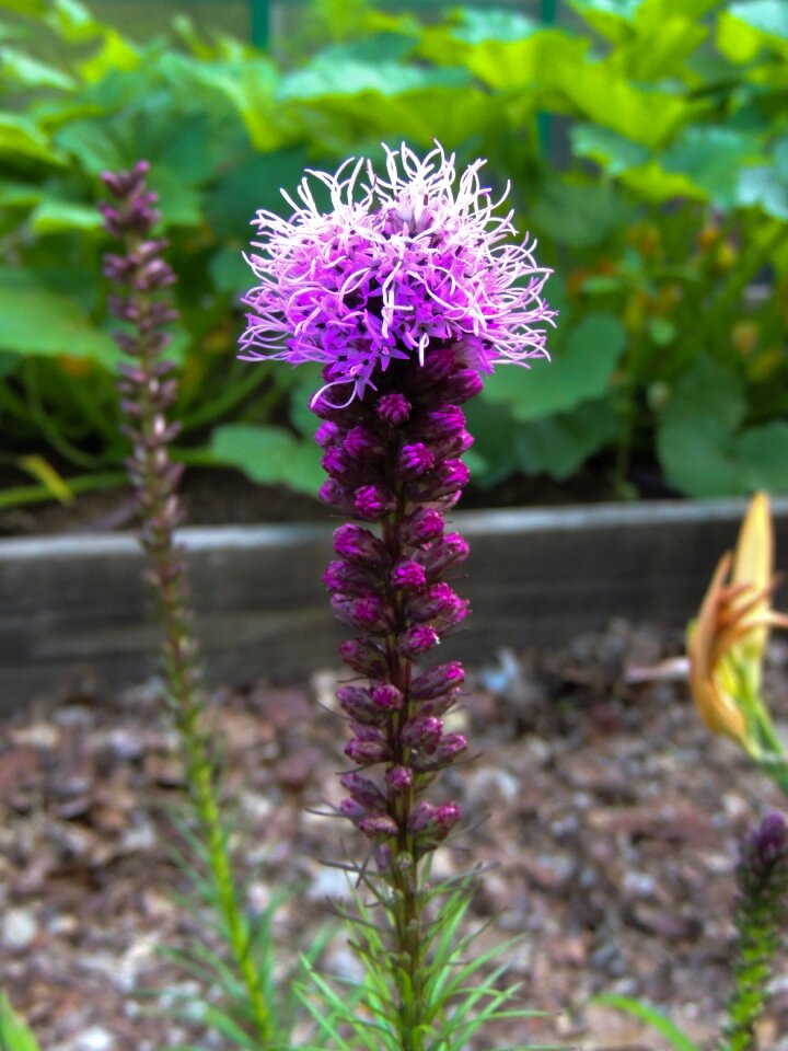 Flower spiky purple