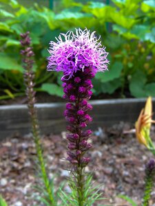 Flower spiky purple photo