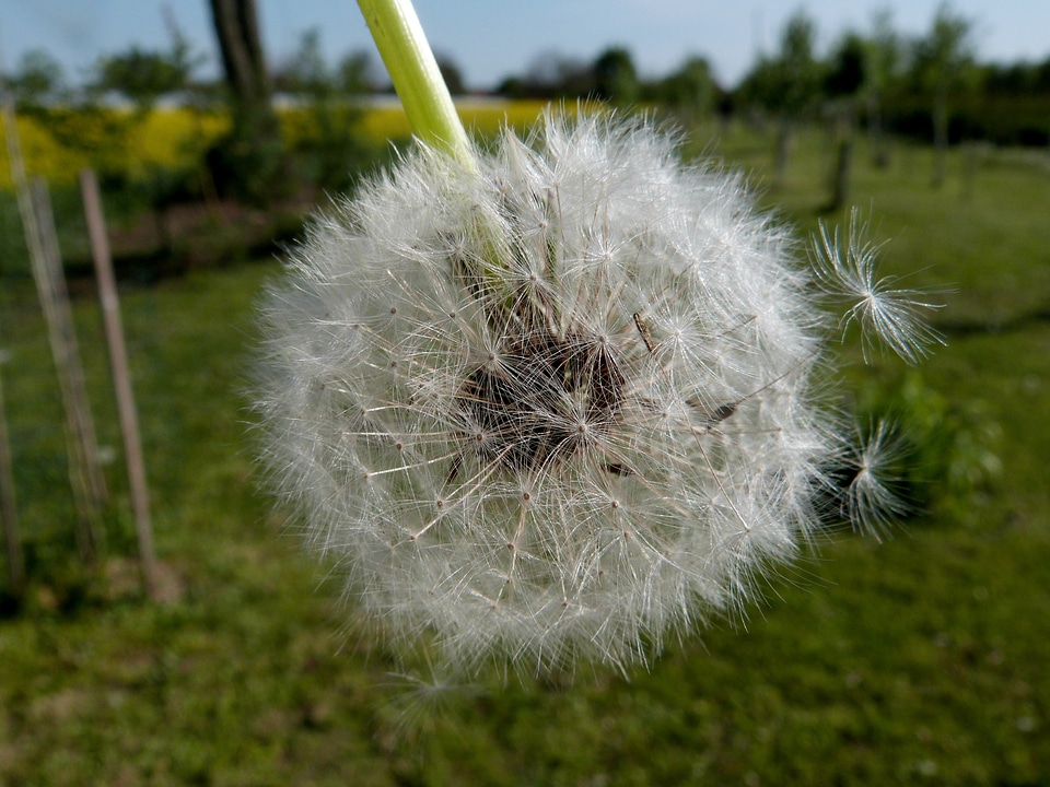 Plants flora taraxacum