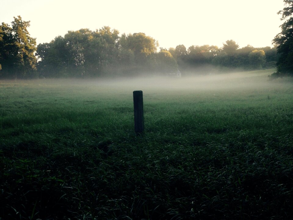 Grass green summer