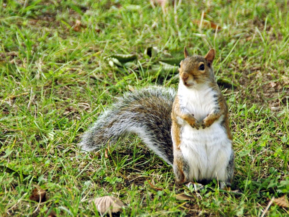Animal grey squirrel central park