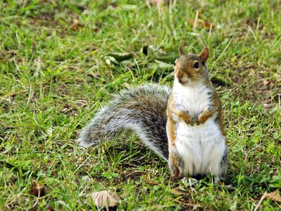 Animal grey squirrel central park photo