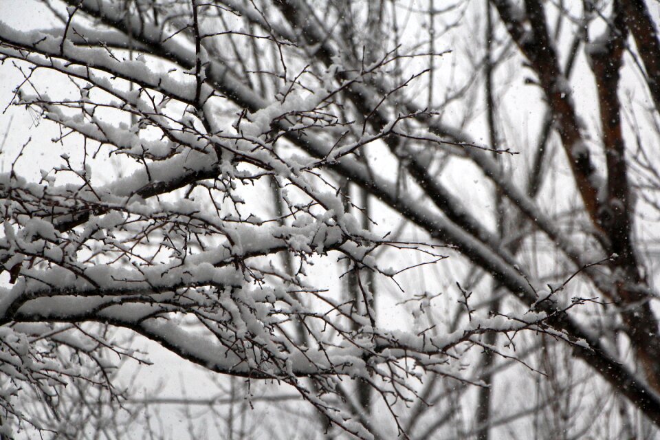 Wood winter tree in the cold