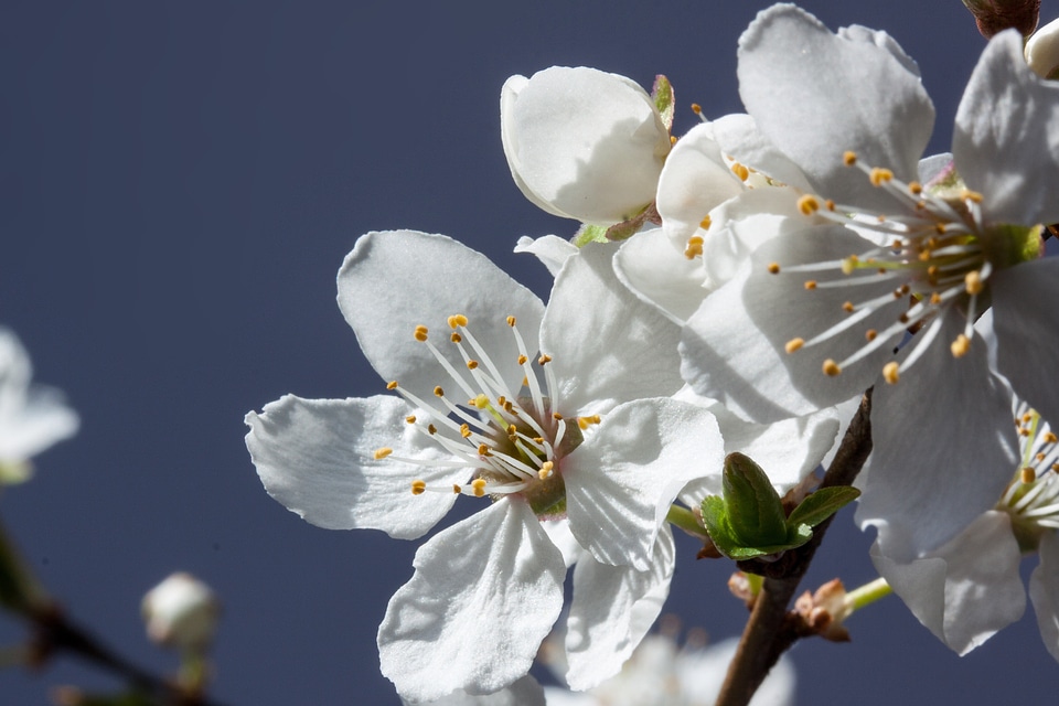 Prunus domestica subsp syria yellow plum subspecies of the plum