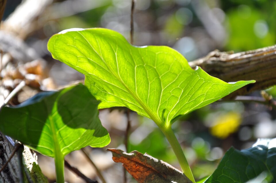 Garden foliage tree