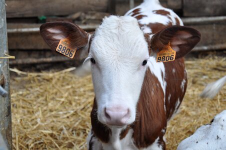 Farm animals cow horns photo