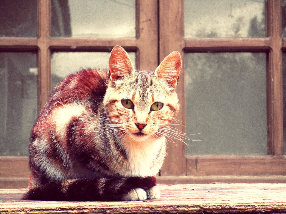 Feline pet animals