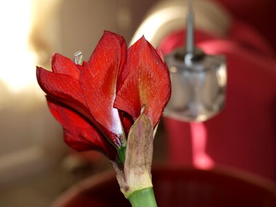 Artistic red portrait