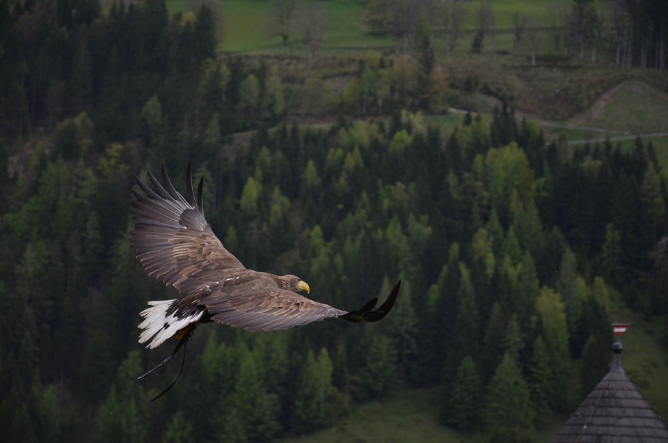 Raptor animal freedom