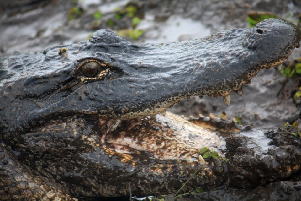 Reptile fauna predator
