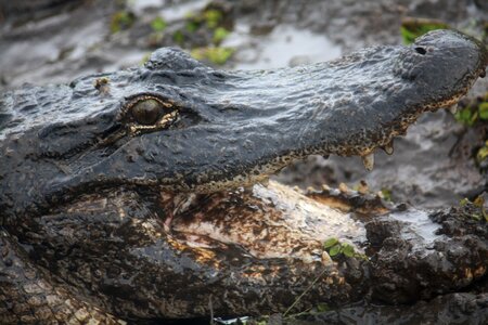 Reptile fauna predator