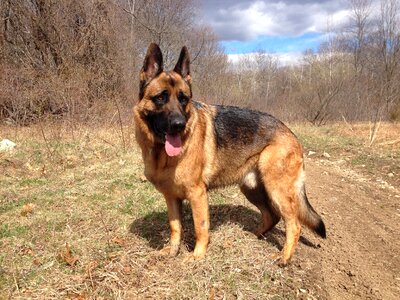 Canine purebred guard photo