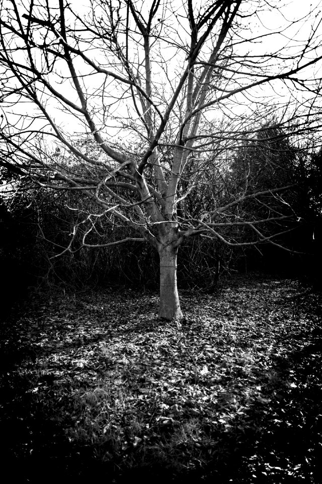 Branches kahl breathe