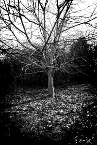 Branches kahl breathe
