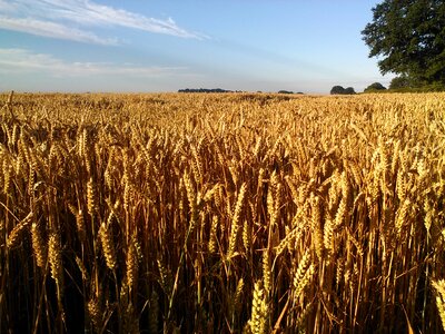 Wheat crop farm photo