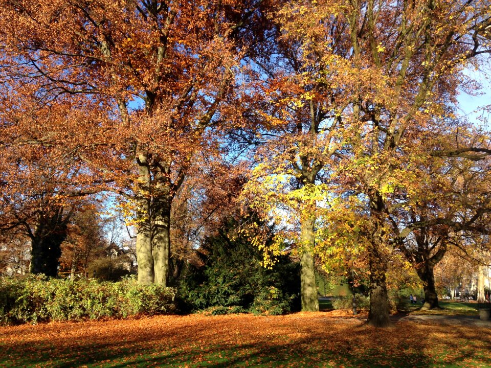 Golden autumn sunlight leaves in the autumn photo