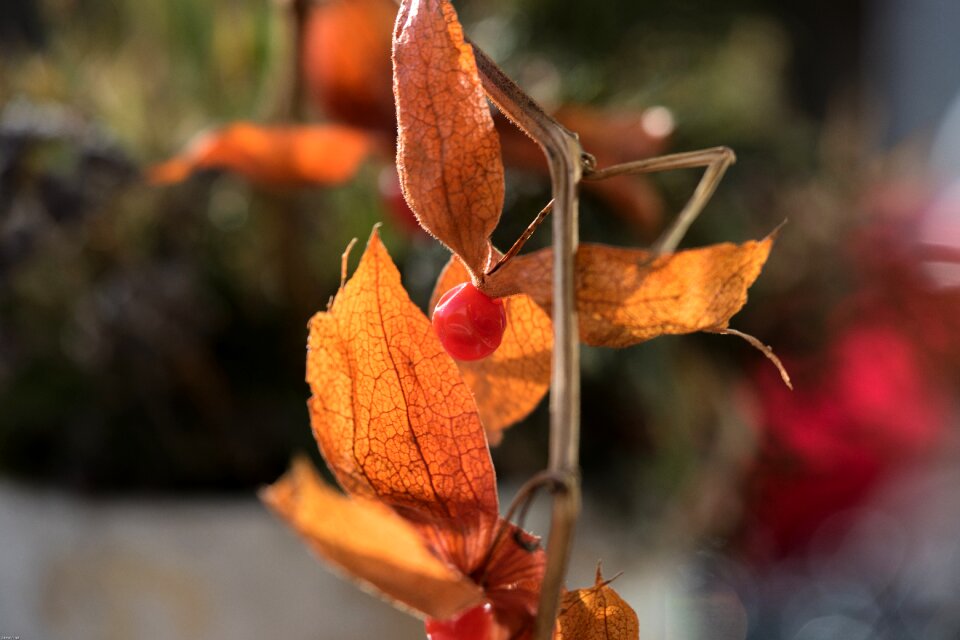 Fruit fruits food