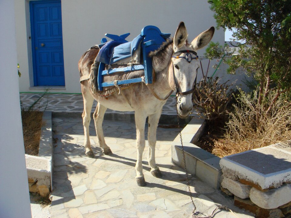 Greece donkey ios