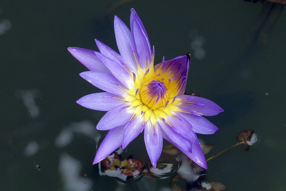 Lotus water lily flowers
