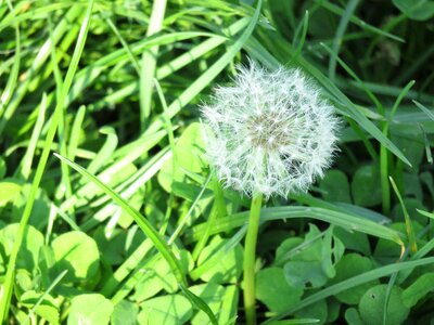 Dandelion green grass photo