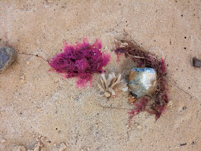 Red beach sand