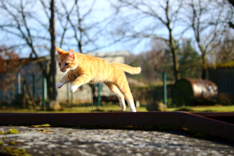 Red mackerel tabby red cat cat baby photo