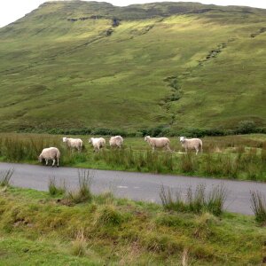 Scotland scottish nature